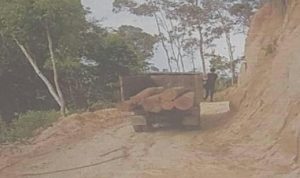 Kapolres Tapsel Didesak Tangkap Dan Penjarakan Pembalak Hutan Register Di Tamtom Angkola.