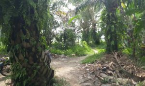 Ketua OKK DPD PWRI Sumut Kecam Kades Denai Kuala, Iskandar Minta Ampun Dihakimi Warga 