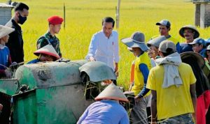 Pemerintah Upayakan Seimbangkan Harga Gabah