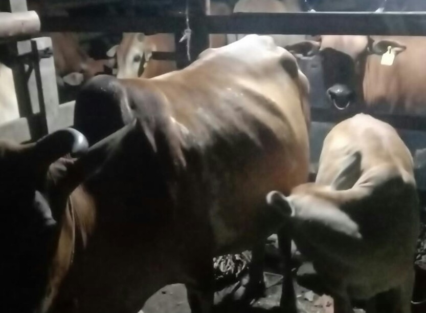 Terkait Penggelapan Bantuan Hibah Sapi, DPD Referita Sumut Akan Dampingi Investigasi Coj Lapor Ke Kejaksaan