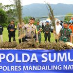 Ladang Ganja Terbesar Di Indonesia Ditemukan Di Kab Madina Sumut