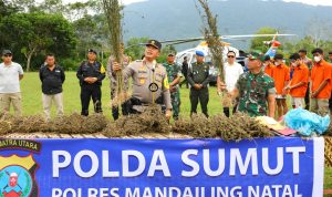 Ladang Ganja Terbesar Di Indonesia Ditemukan Di Kab Madina Sumut
