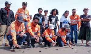 1000 Tukik Siap Dilepas PT AR Di Pantai Barat Maura Opu Tapsel