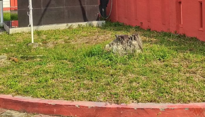 Diduga Proyek Penataan Taman Di Kantor DPC PDIP Deli Serdang Ta 2023 Rp 150 Juta Fiktif 