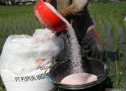 Bantuan Pupuk Dari DD Ke Poktan Di Tanjung Sari Tidak Gratis