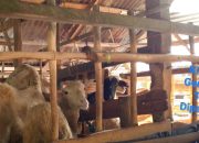 Diduga Penerima Bantuan Ternak Kambing Etawa Di Deli Serdang Dipaksakan