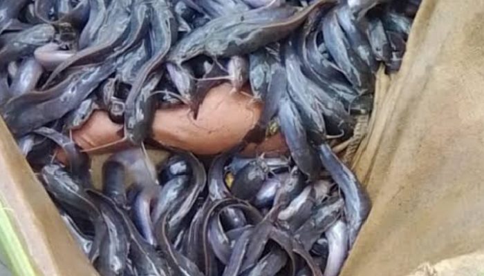 Ketua Karang Taruna Desa Selamat Akui Tak Pernah Ajukan Bantuan Bibit Lele Ta 2024