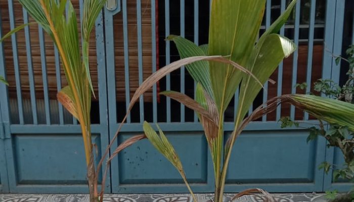 Diduga Pengadaan Bibit Kelapa Dan Jeruk Nipis Ta 2024 DD TMB  Hamburkan Uang Negara 