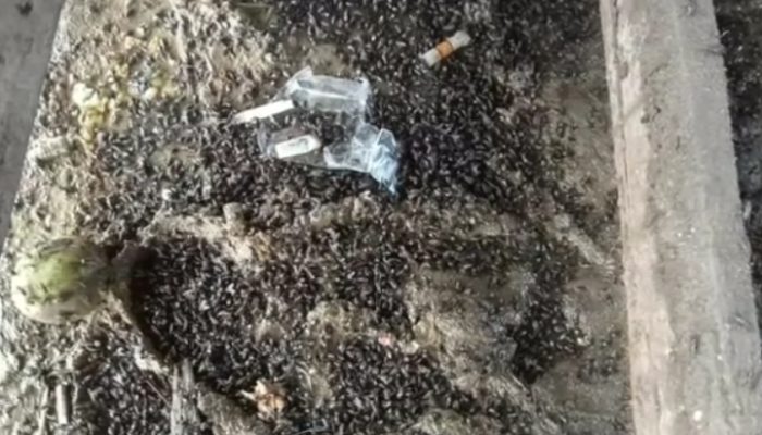 Diduga Pengawas Peternakan Ayam Di Desa Selamat Menghindar Soal Limbah 