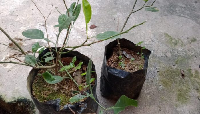 Diduga Program Ketapang DD TMB Dipaksakan, Warga Biarkan Bibit Terlantar 