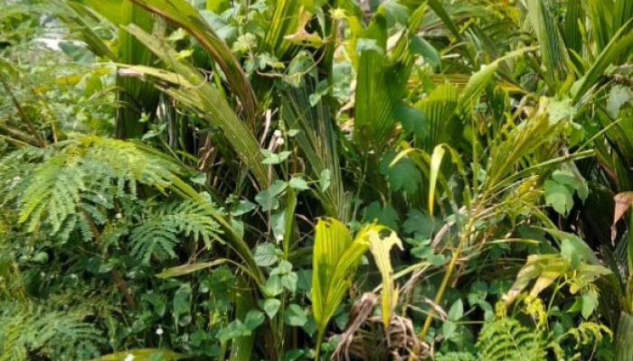 Kades Tanjung Morawa B Kelimpungan Borok Terungkap, Lupa Kelapa Hibrida Ditaman 2024, 2025 Berbuah 