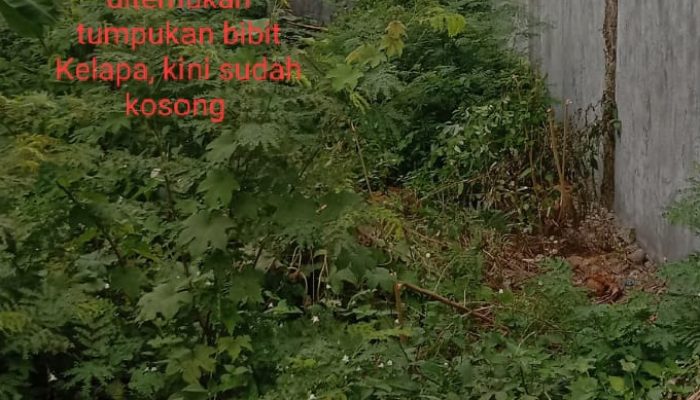Kades Tanjung Morawa B Tutupi Pagu Dan PBJ Pengadaan Bibit Kelapa, Jeruk Nipis Ta 2024