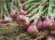Kadis Pertanian Tapsel Diminta Ekspos Hasil Panen Bawang Merah, Kentang Ta 2024