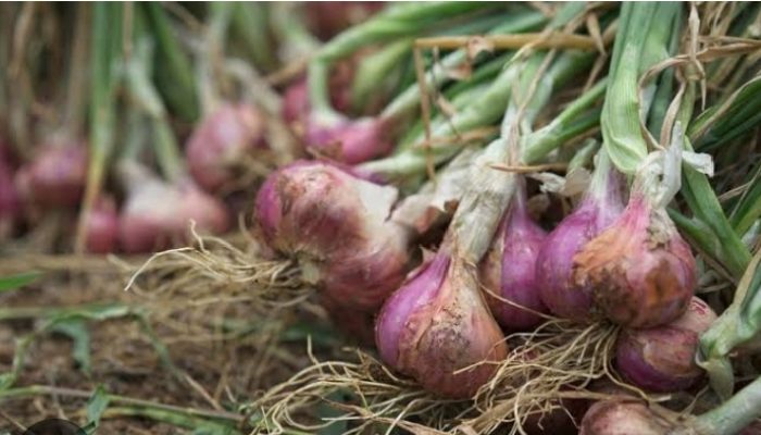 Kadis Pertanian Tapsel Diminta Ekspos Hasil Panen Bawang Merah, Kentang Ta 2024
