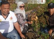 Poktan Saroha Desa Bagas Lombang Panen Perdana Kentang