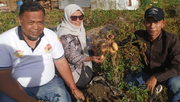 Poktan Saroha Desa Bagas Lombang Panen Perdana Kentang 