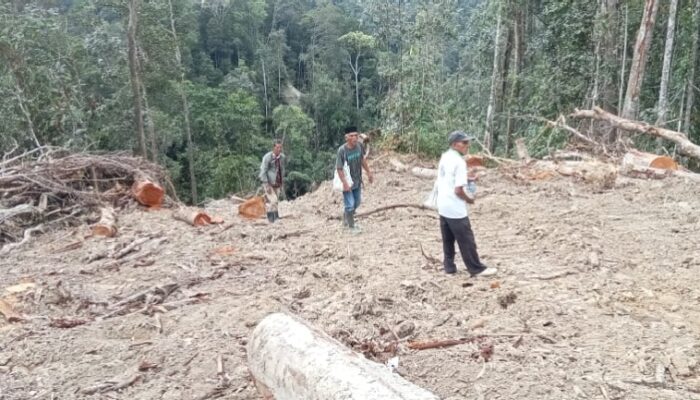 Kades Padang Mandailing Garugur Usai Terbitkan SKT ” Bungkam” Polres Diminta Usut 
