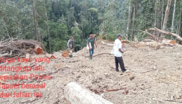 Diduga Polres Tapsel Tangkap Lepas 3 Truk Kayu