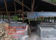 8 Ekor Sapi Diduga Dijual Kades Kota Tua Pasca Diserahkan Poktan Ternak Murni I
