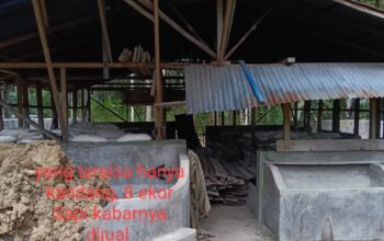 8 Ekor Sapi Diduga Dijual Kades Kota Tua Pasca Diserahkan Poktan Ternak Murni I