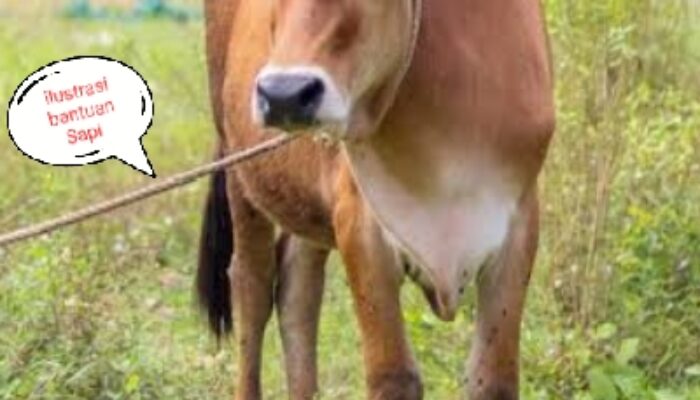 Sekretaris Poktan Al Abror Plin Plan, Dikhawatirkan Ada Tekanan Dari Pihak Tertentu 