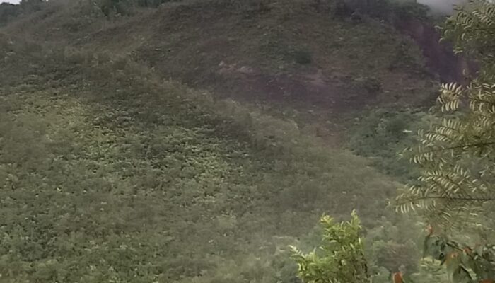 Diduga Kegiatan RHL Ta 2019 Blok Sitabo Tabo IX Milik BPDSAB Proyek Gagal 