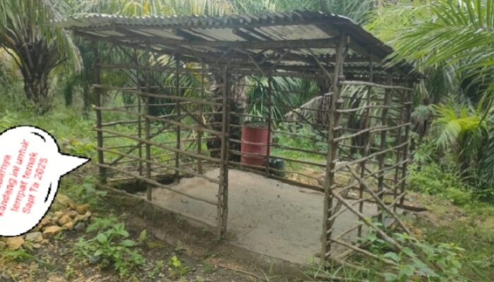 Rp 179 juta Dana Penyertaan Modal Dari DD Ta 2025 Desa Aek Tolong Tidak Jelas Penggunaannya 