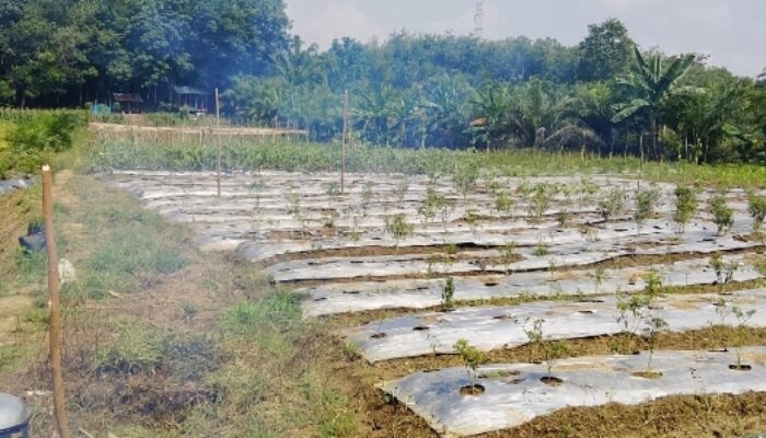 Dikonfirmasi, Kades Siunggam Julu Ngaku Tak Bisa Jelaskan Penggunaan Dana Penyertaan Modal Ta 2025