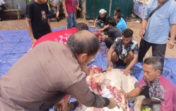 PT Medan Bersama Sukses Potong Hewan Qurban Buat Karyawannya 