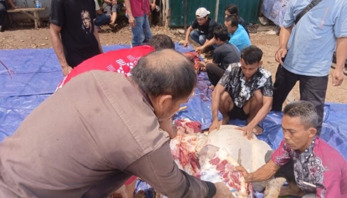 PT Medan Bersama Sukses Potong Hewan Qurban Buat Karyawannya 